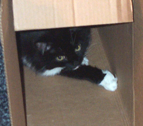 Frankie in a box