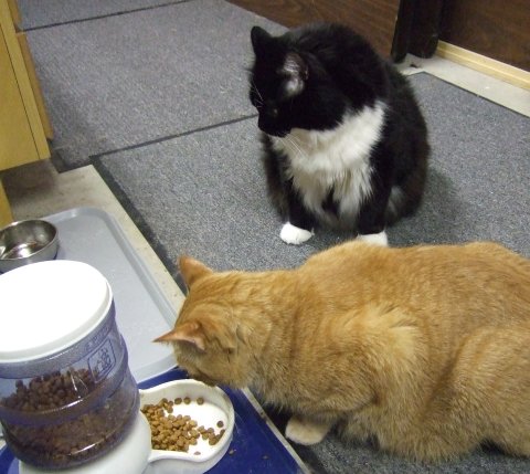 Frankie wanting canned food; Nymmie eating dry.
