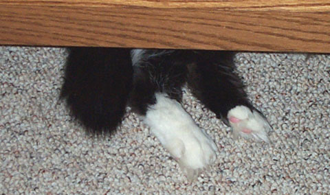 Frankie's Feet