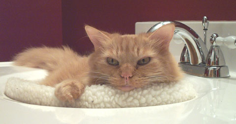 Sunny in the sink