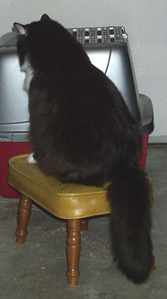 Frankie on stool